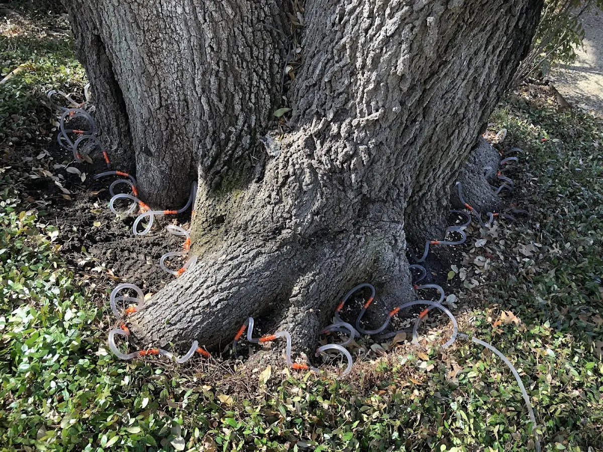Detailed Tree Cabling and Bracing job site in West Pawlet